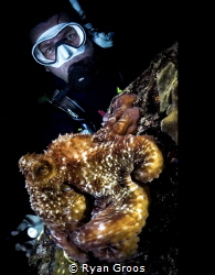Alien encounter 2 
Night dive with octopus 
Sony a6600 by Ryan Groos 